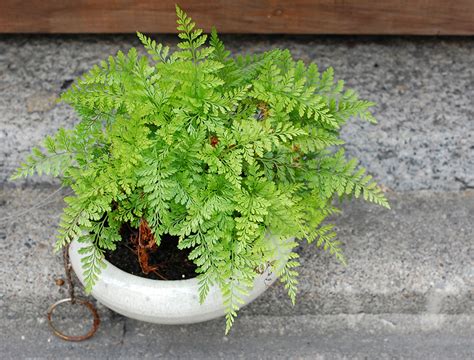 耐蔭植物|日陰でも育つ！寒さに強い観葉植物16選｜日当たりの 